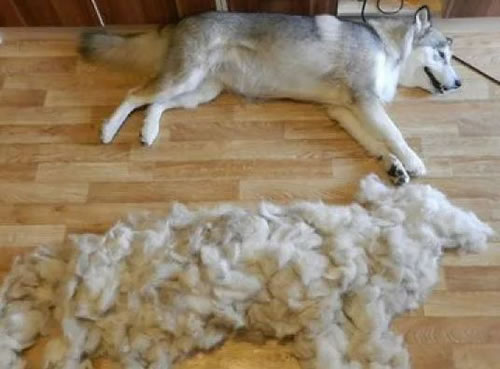 Россиян предупредили о случаях, когда собака внезапно меняет цвет шерсти